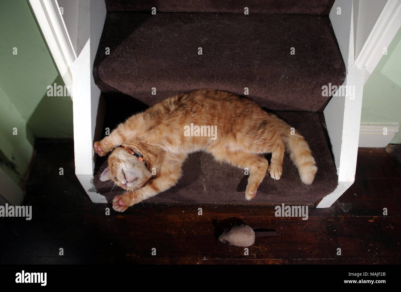 Le gingembre chat jouant dans les escaliers Banque D'Images