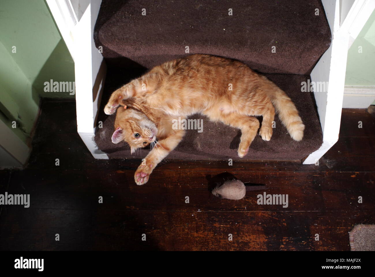 Le gingembre chat jouant dans les escaliers Banque D'Images
