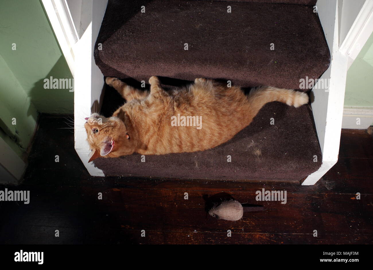 Le gingembre chat jouant dans les escaliers Banque D'Images