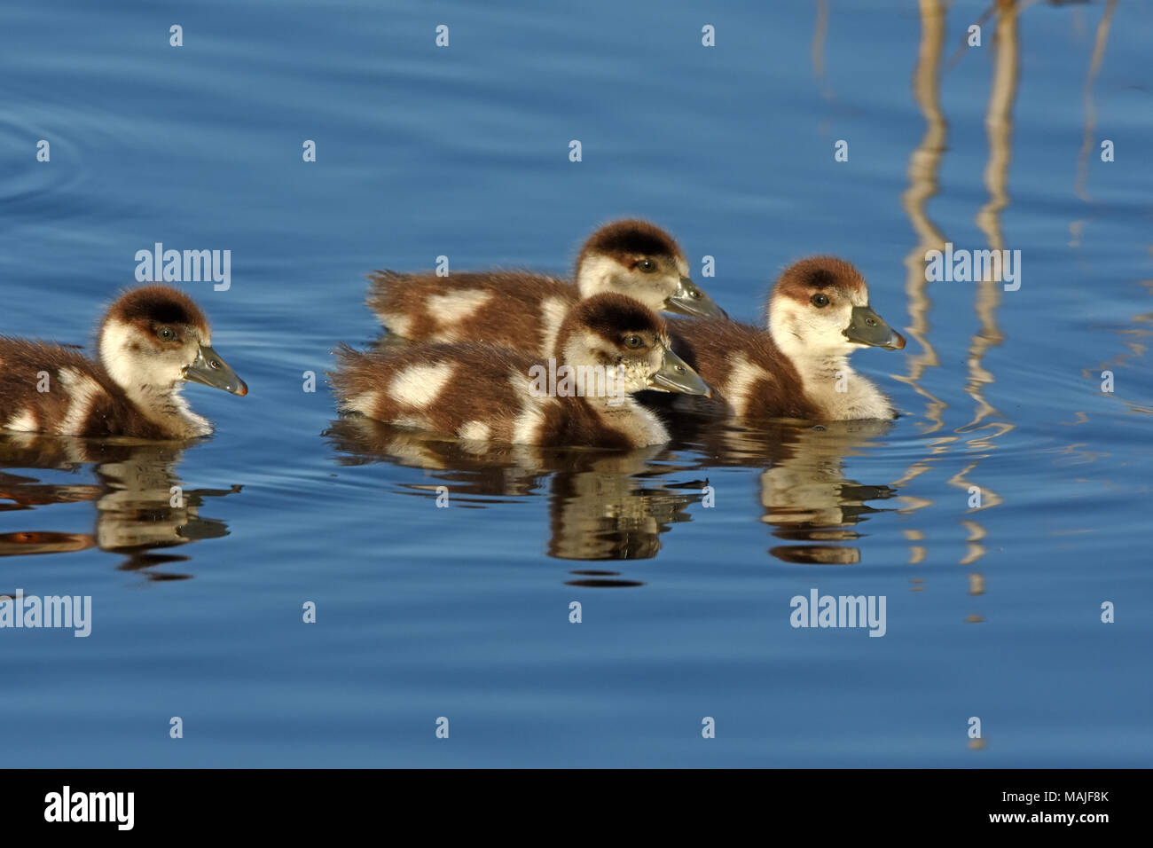 Les gosses d'oie égyptiennes nagent dans l'eau Banque D'Images
