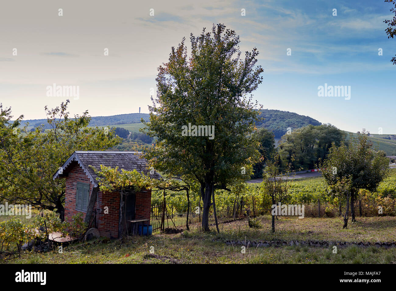 Vue sur domaine viticole terrain avec cabane, de vignes et d'arbres. Sancerre, France Banque D'Images