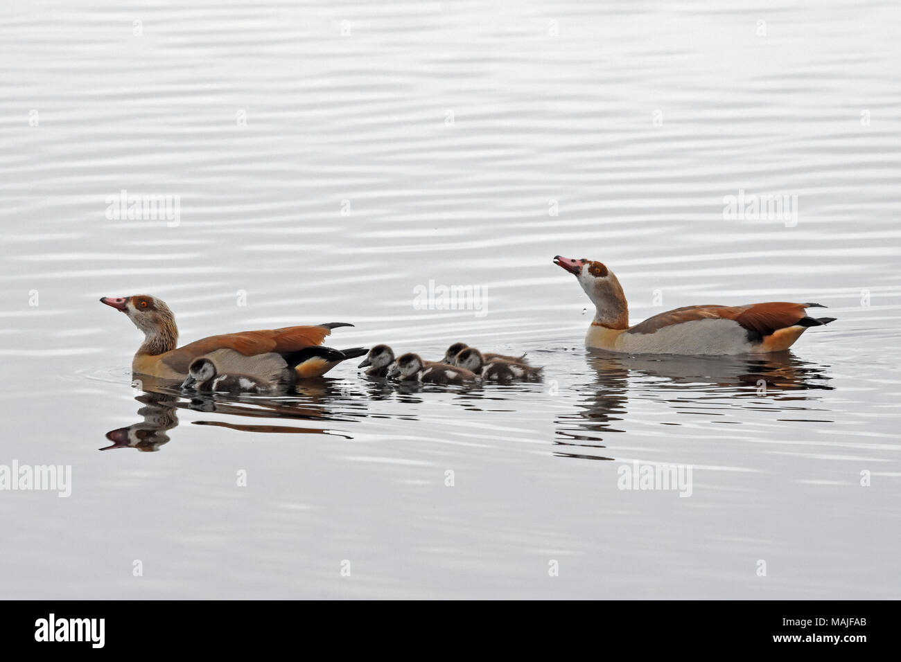 Famille d'oie égyptienne dans l'eau Banque D'Images
