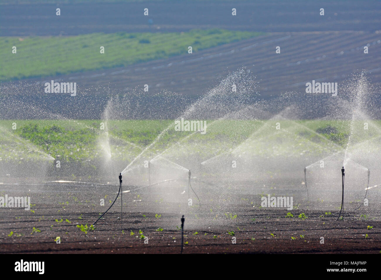 L'irrigation par aspersion dans des terres agricoles Banque D'Images