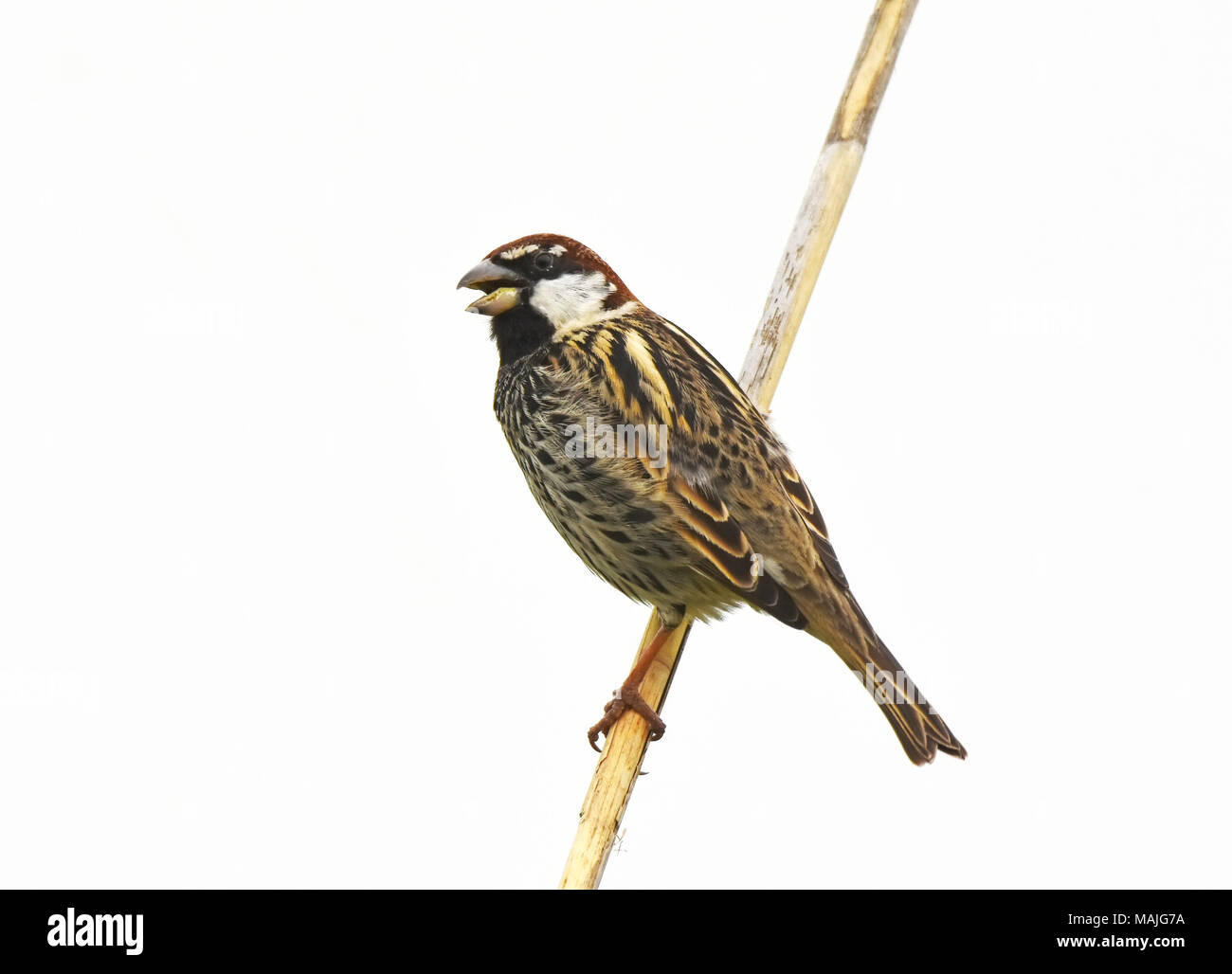 Moineau espagnol Passer hispaniolensis,, Banque D'Images