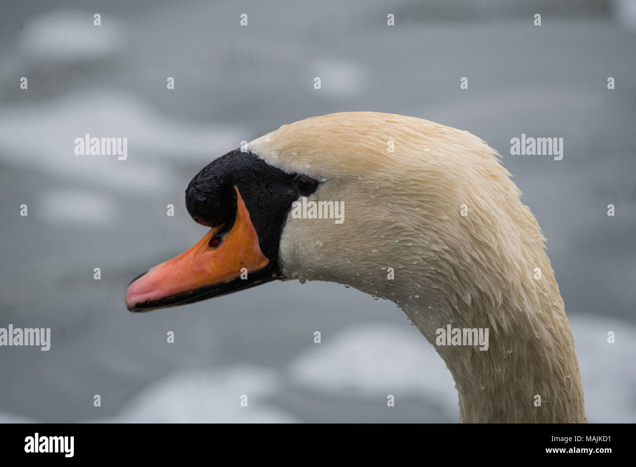 Gros plan de la tête d’un cygne avec des plumes détaillées, un bec orange et des marques faciales noires, sur un fond naturel doux. Banque D'Images