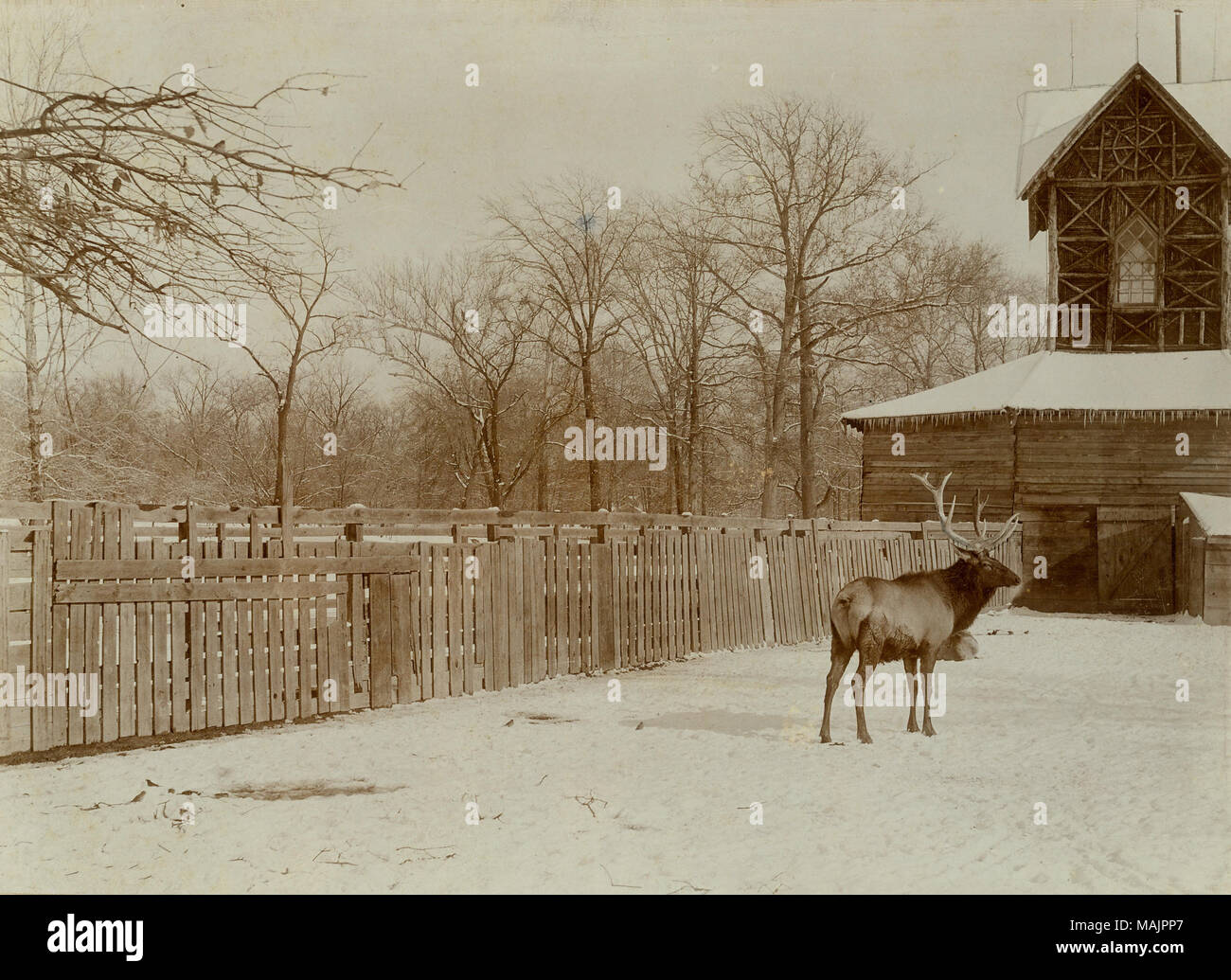 Titre : Deer enceinte dans le Zoo de St Louis. . Vers 1900. Dunn, John W. Banque D'Images
