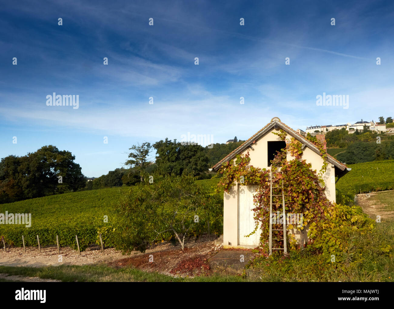 Image de hut dans le champ de vignes, Sancerre, France Banque D'Images