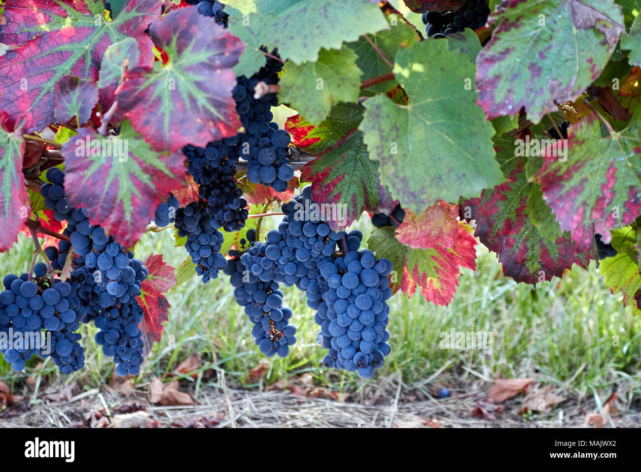 Image abstraite de raisins sur une vigne en France Banque D'Images