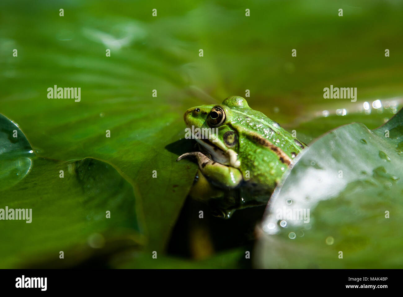 Sur une grande feuille verte crapaud vert assis Banque D'Images