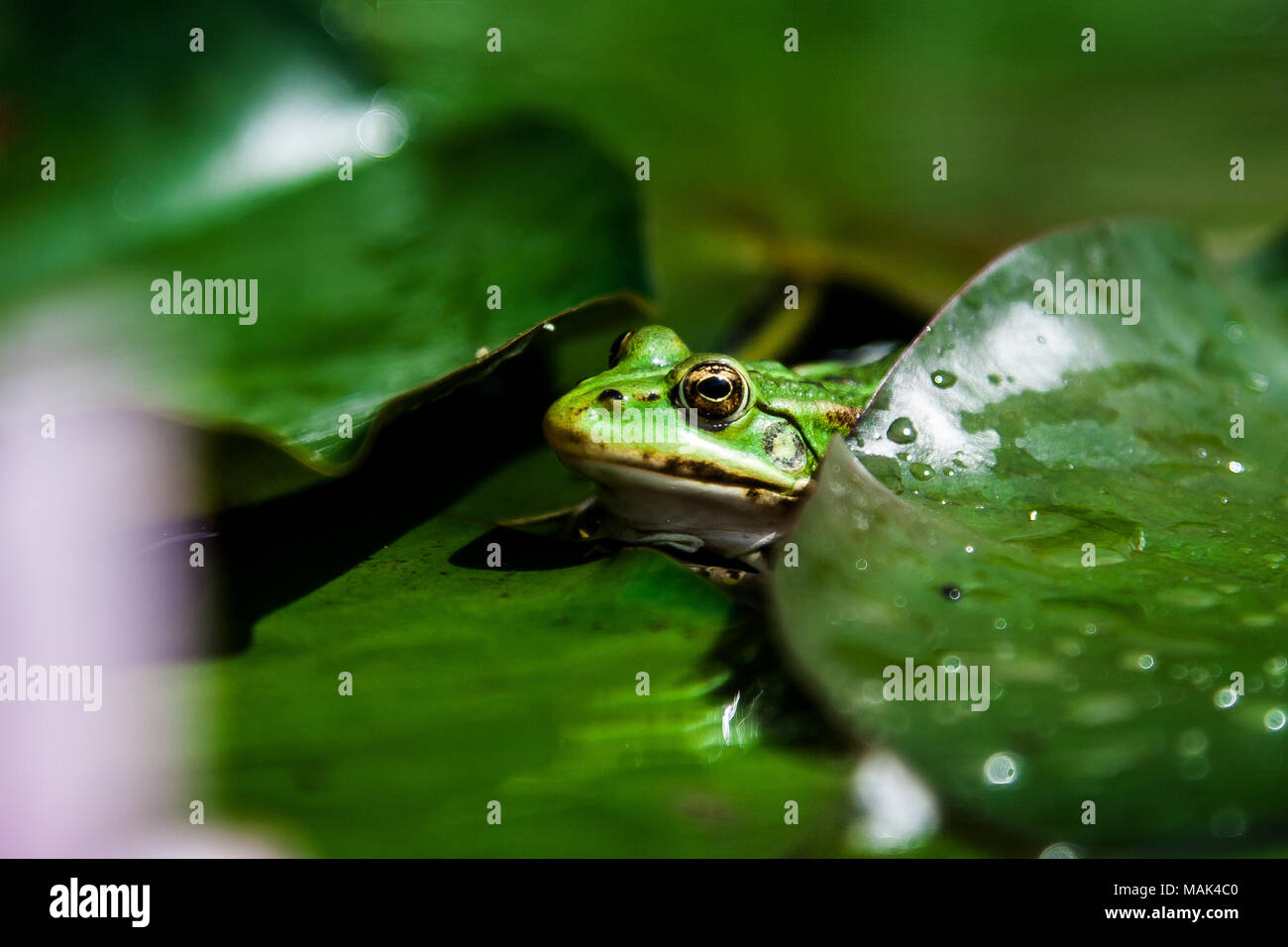 Sur une grande feuille verte crapaud vert assis Banque D'Images