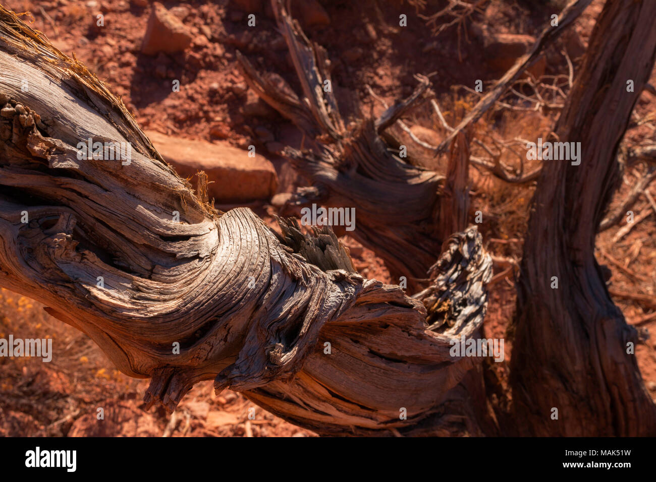 Vieux bois Gnarly près du grand parc national Arches dans l'Utah. Banque D'Images Vieux bois Gnarly près du grand parc national Arches dans l'Utah. Banque D'Images