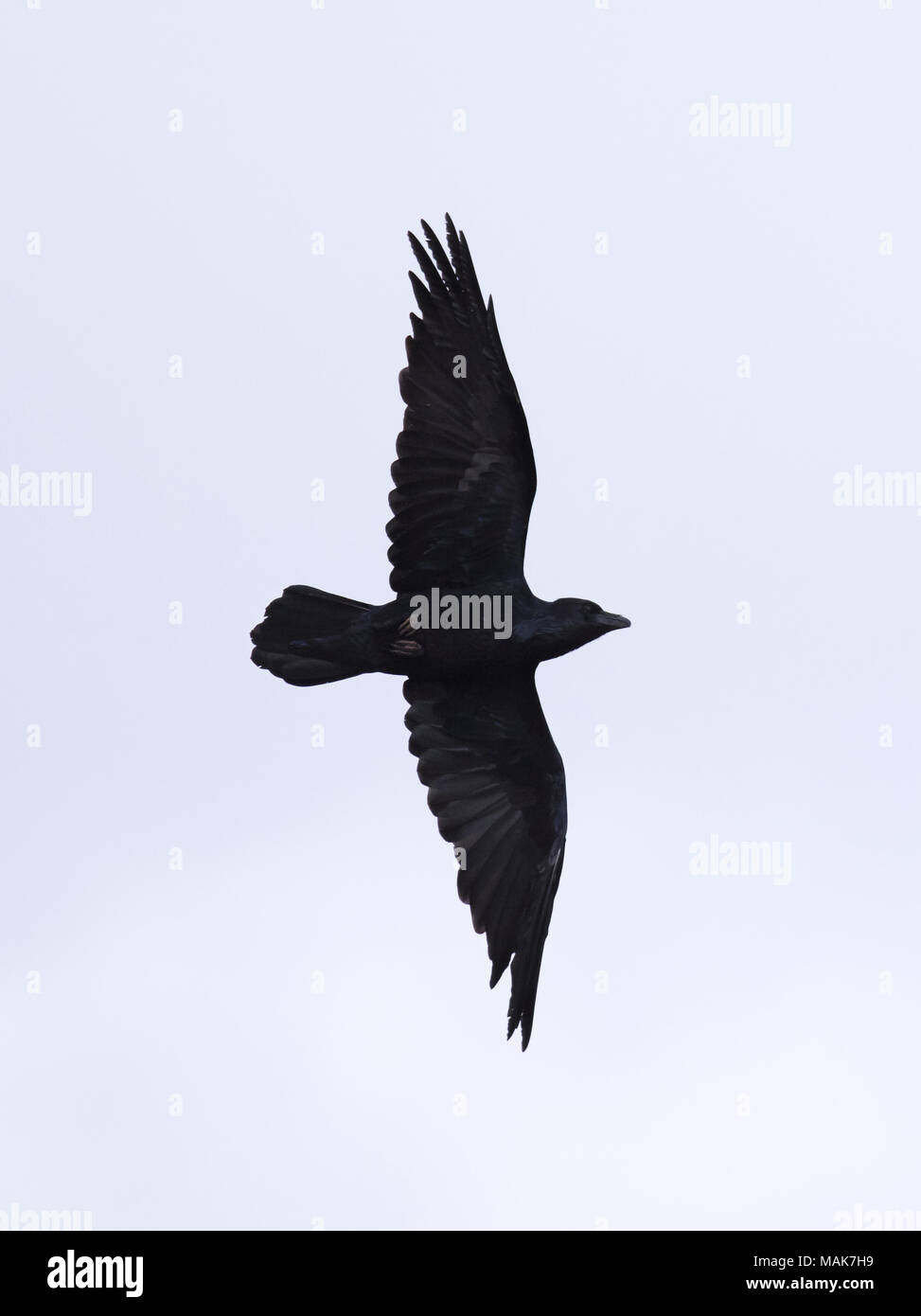 Un corbeau (Corvus corax) en vol au dessus de la Loire Banque D'Images