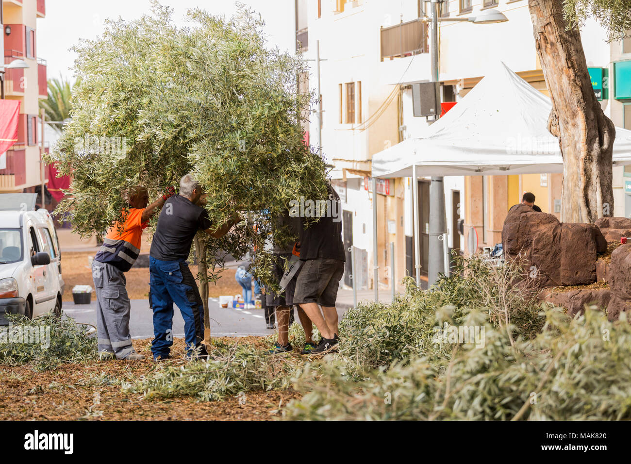 Cours de mise en place de scènes pour l'assemblée annuelle de la passion du Vendredi Saint dans la Rue Grande, l'installation d'arbustes pour le jardin d'Gethsamene stade, Adeje, tener Banque D'Images