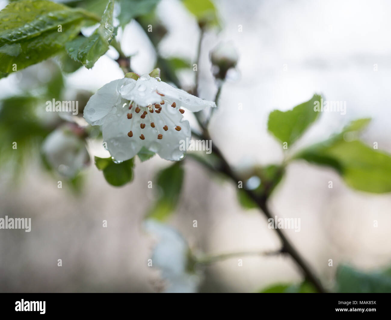 Selvatic fleur blanche avec des gouttes d'eau après la pluie Banque D'Images