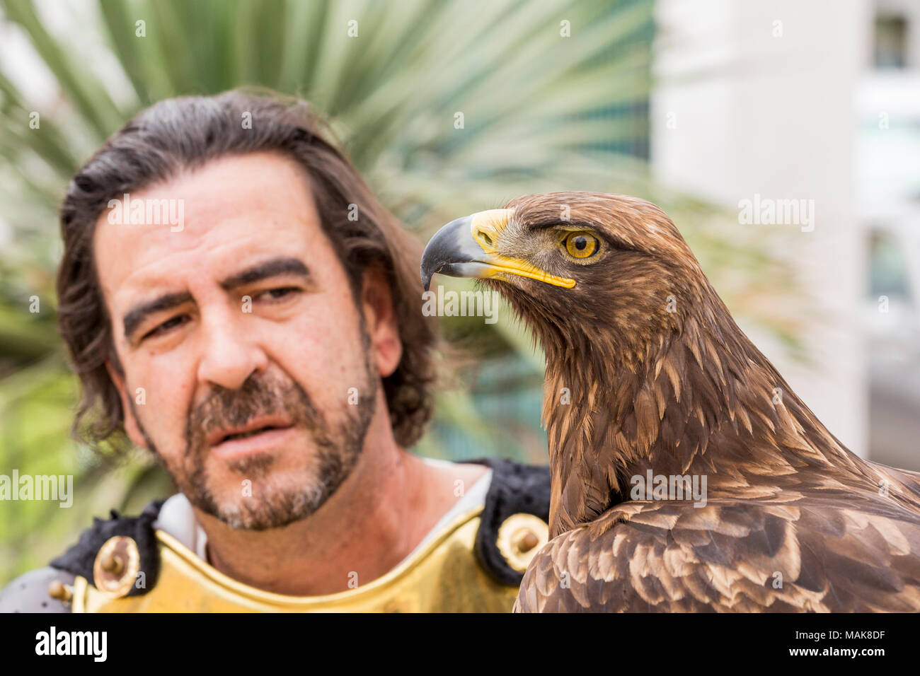 Oiseau de proie avec son conducteur, portrait, qui se préparent à prendre part à l'assemblée annuelle de la passion du Vendredi Saint sur la Calle Grande, Adeje, Tenerife, peut Banque D'Images