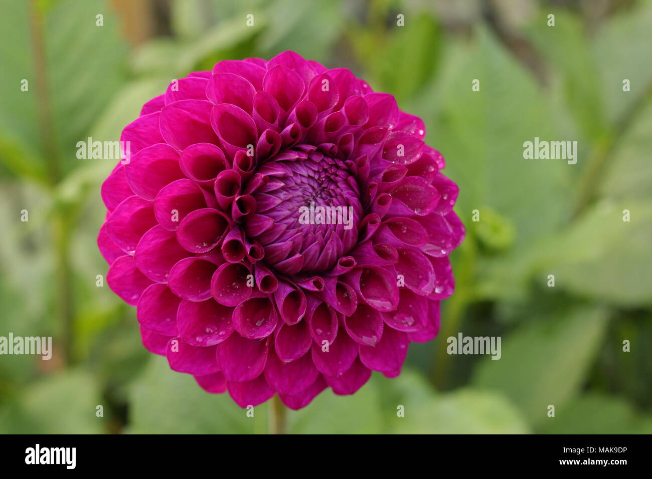 Dahlia 'Blyton Royale' fleur en plein boom, la fin de l'été ,UK Banque D'Images