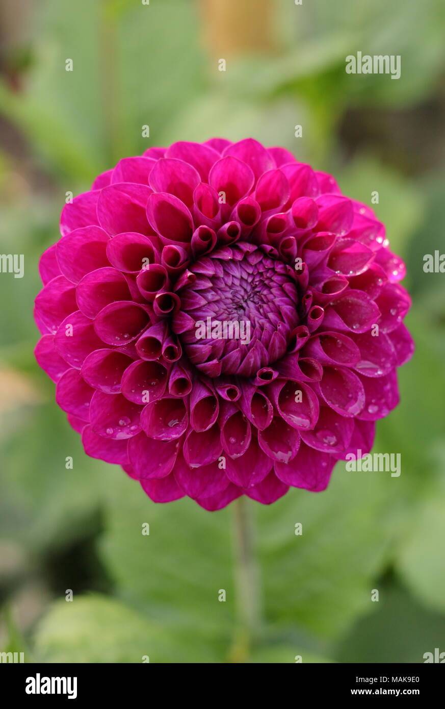 Dahlia 'Blyton Royale' fleur en plein boom, la fin de l'été ,UK Banque D'Images