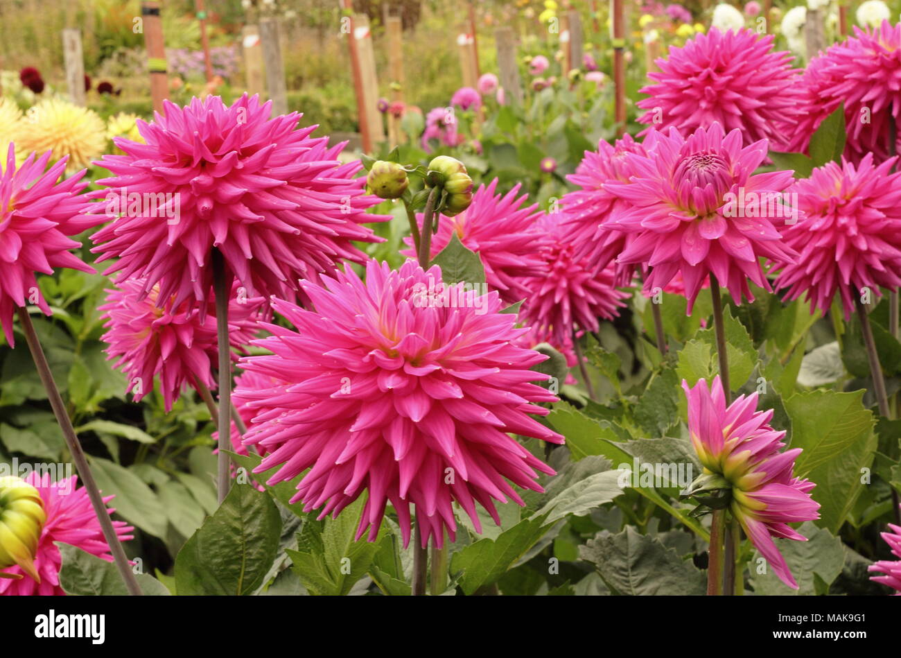 Dahlias en pleine floraison à l'échelle nationale La Société Dahlia des jardins d'essai au Golden Acre Park, un parc public près de Bramhope, Leeds, Yorkshire, UK Banque D'Images