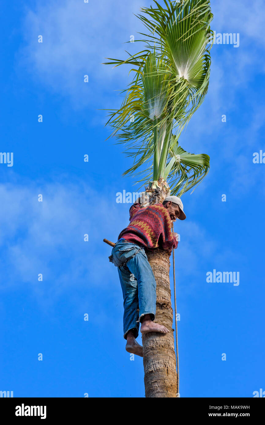 Maroc Marrakech L'HOMME AU SOMMET D'UN PALMIER COUPER LES FRONDES PUIS ASCENDING LE TRONC Banque D'Images