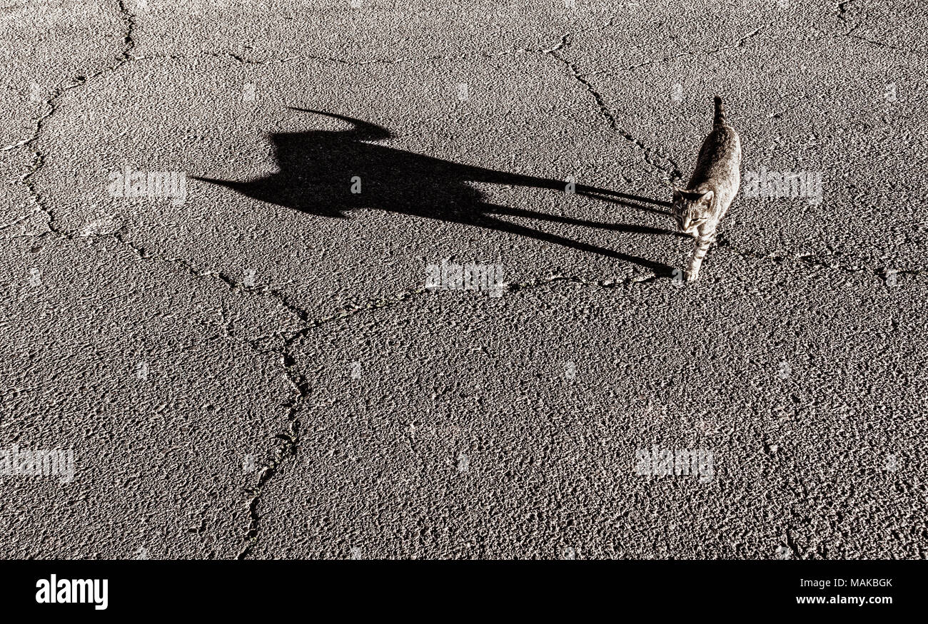 Cat crossing road. La chute de l'ombre sur la surface de la route/piste fissurée Banque D'Images