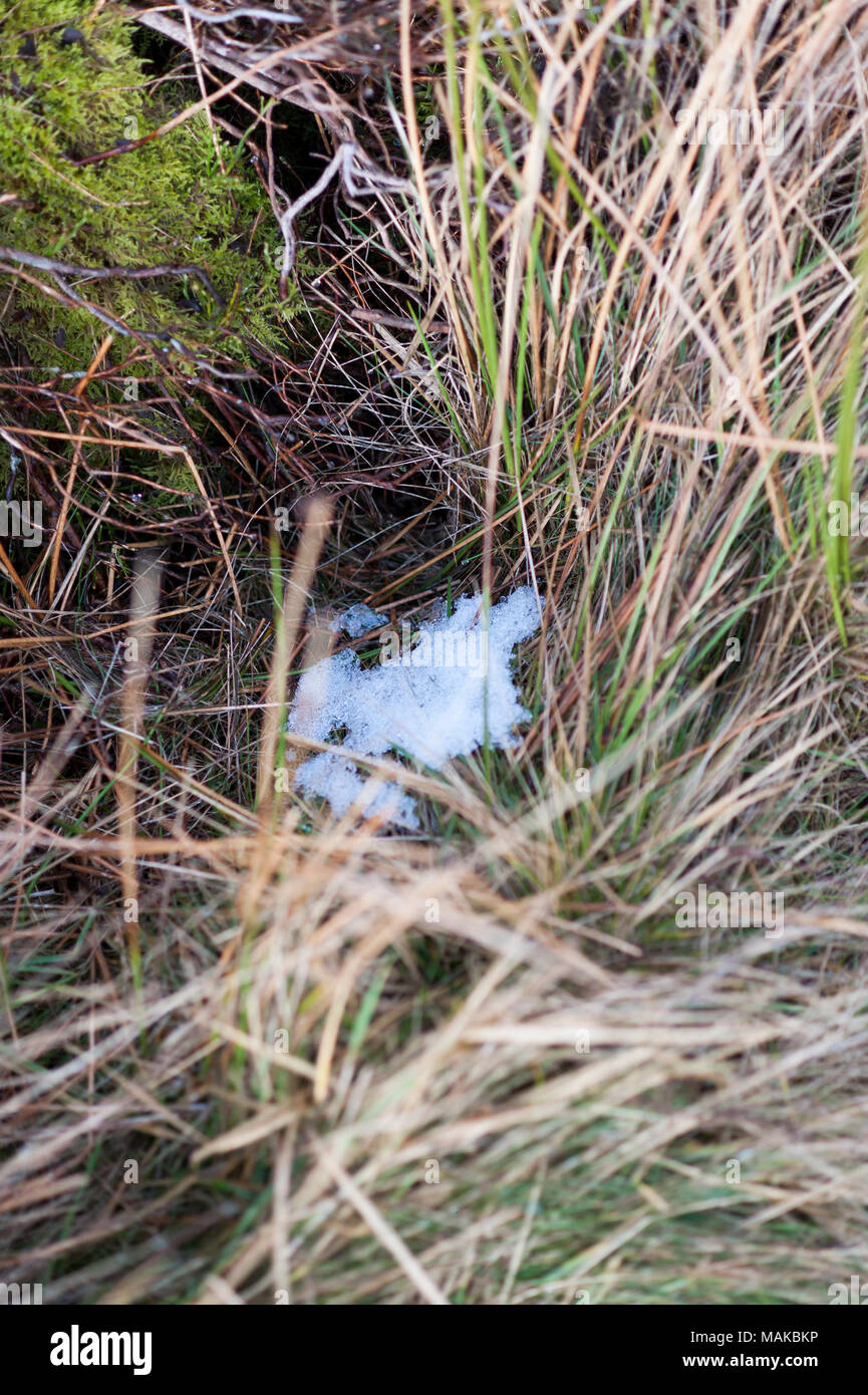 Un patch de neige est visible dans l'herbe verte entre de hauts Banque D'Images