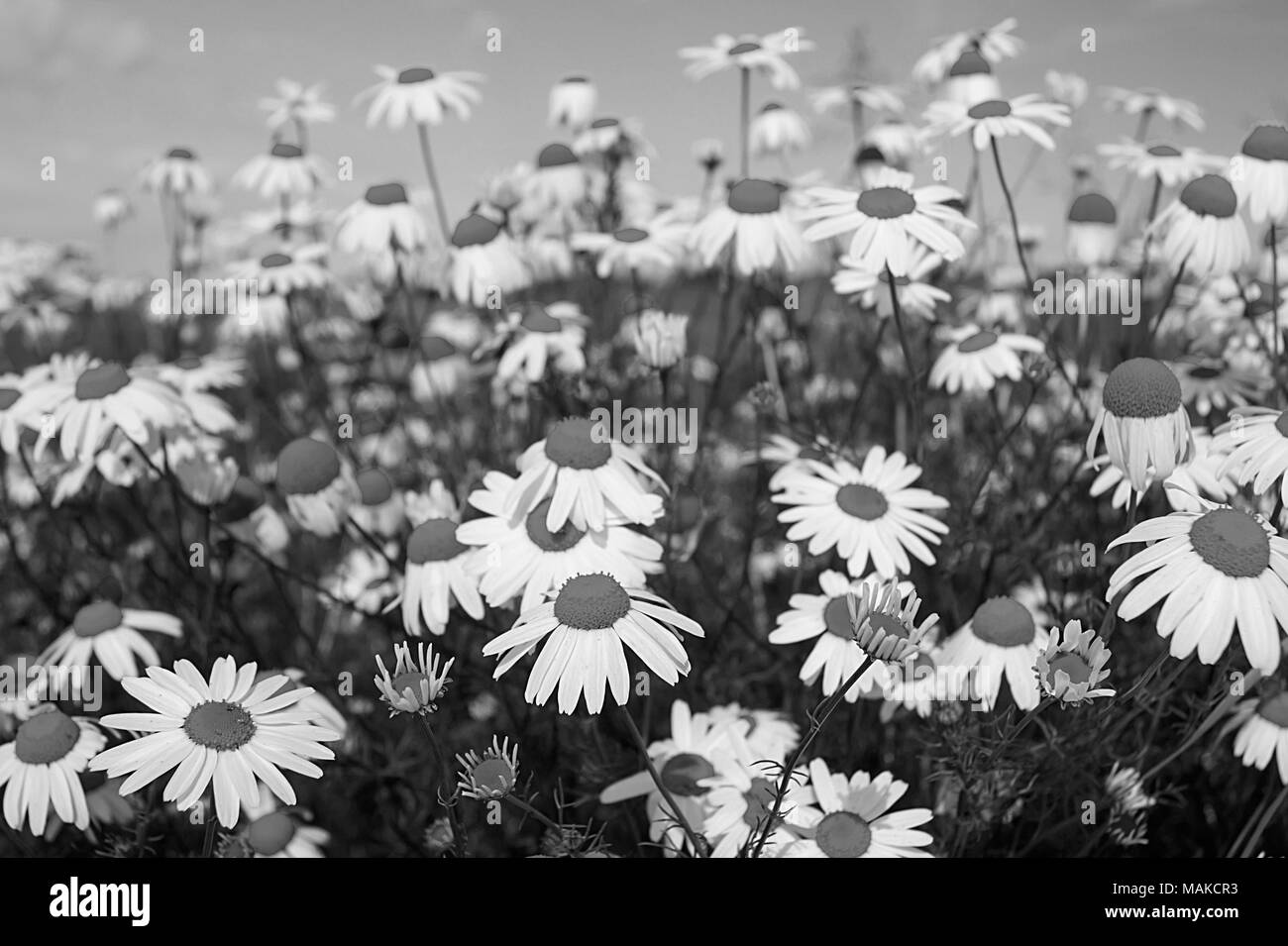 Paysage monochrome blanc avec daisywheel dans le champ sur fond de ciel Banque D'Images