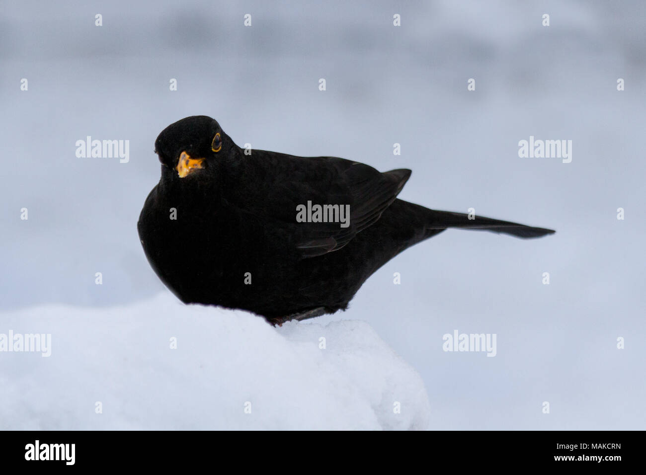 Blackbird européenne (Turdus merula) perchés dans la neige, Royaume-Uni Banque D'Images