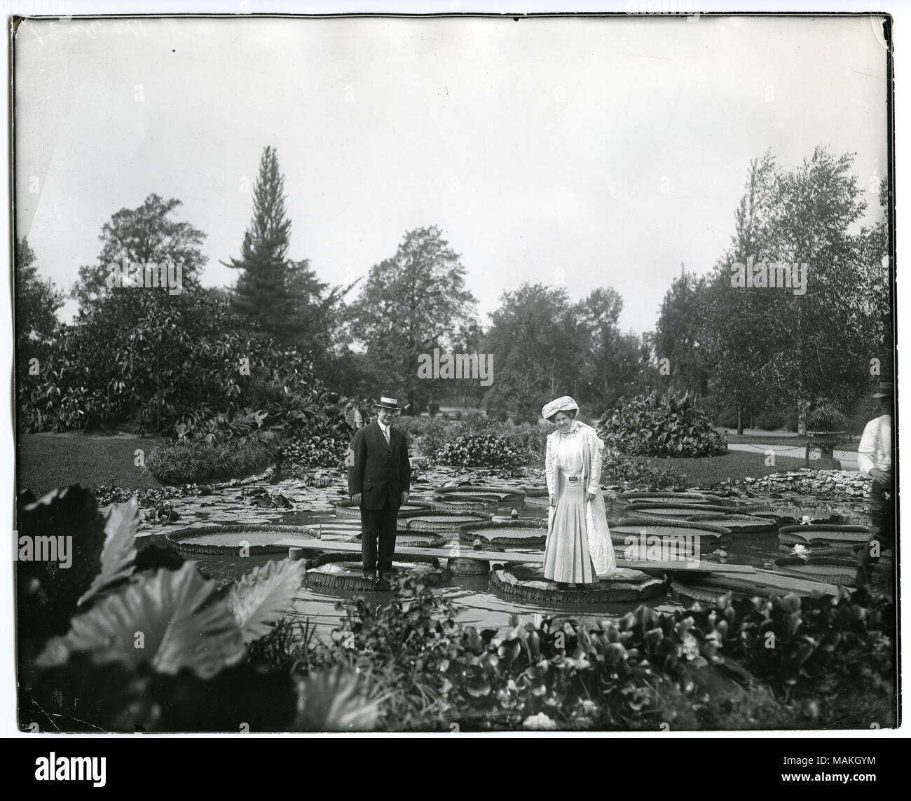 L'horizontale, 1970 Photographie noir et blanc montrant un homme et une femme debout sur le nénuphar géant dans l'étang aux nénuphars à Tower Grove park. L'homme porte un costume et un chapeau canotier, tandis que la femme porte une longue, une couche sur sa jupe et un chemisier, ainsi qu'un grand chapeau. Des planches de courir derrière l'homme et la femme, la connexion de plusieurs des nénuphars. D'autres feuilles de nénuphars et une variété d'arbres et arbustes peuvent être vus dans l'arrière-plan. Une note manuscrite sur l'arrière de l'imprimer, éventuellement du Dr William Swekosky, se lit comme suit : Nénuphars montons la Tower Grove park.' Title : Tower Grove park Lily Banque D'Images