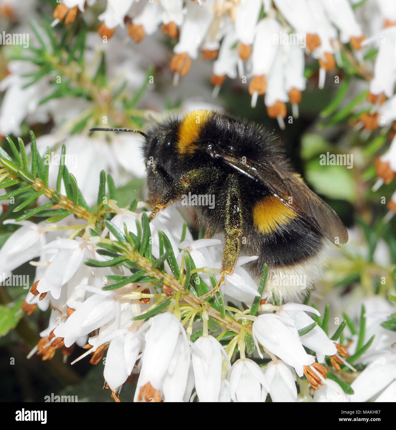 Une reine nouvellement émergés à queue blanche bourdon (Bombus lucorum) se nourrit de nectar de fleurs de bruyère jardin en mars. Bedgebury Forêt, Kent, Angleterre. U Banque D'Images