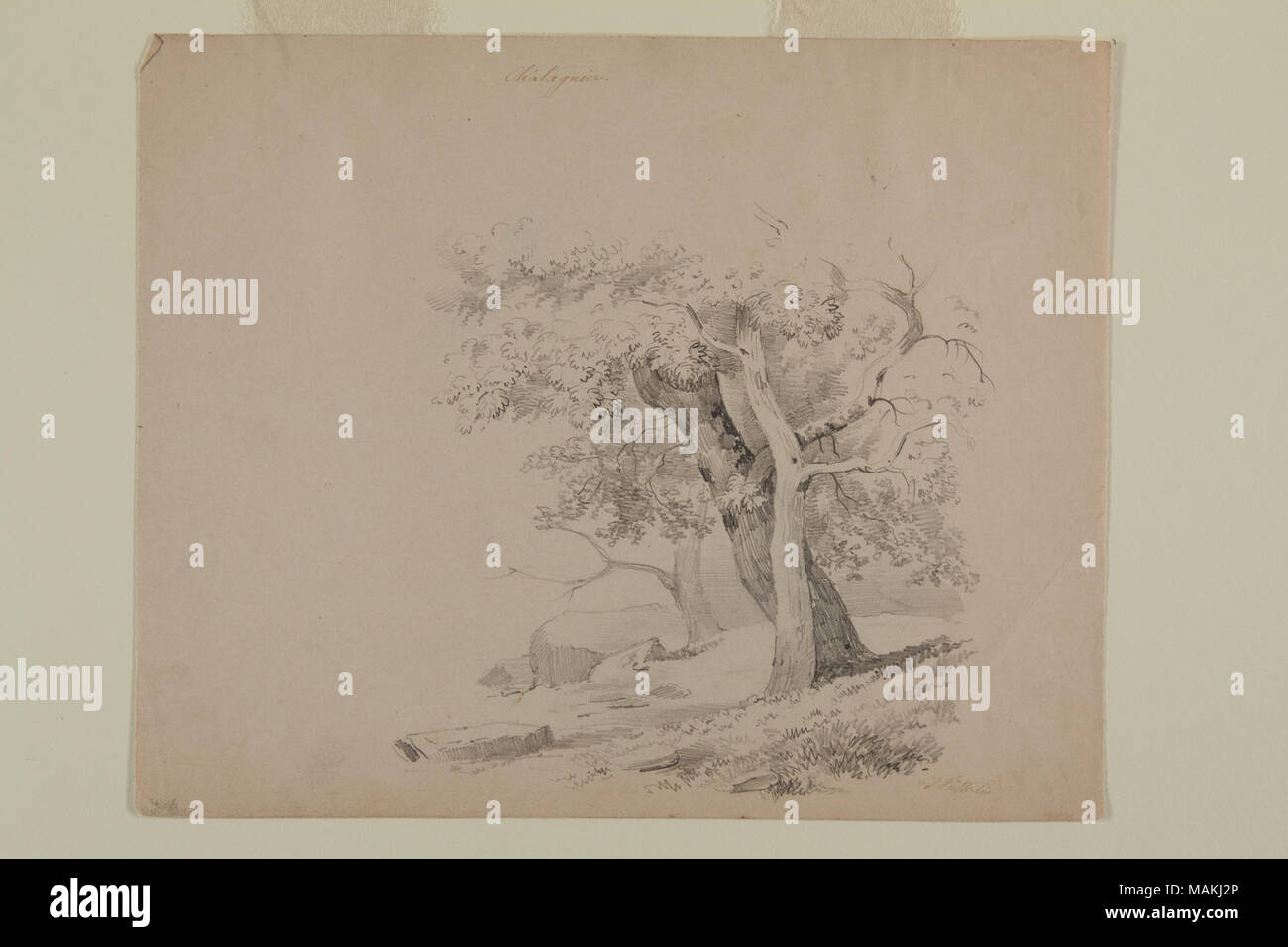Dessin au crayon sur papier d'un marronnier et deux arbres nus, par Johann Sutterlin Titre : Élaboration d'un Marronnier par Johann Sutterlin . Entre 1849 et 1855. Sutterlin, Johann, 1823-1872 Banque D'Images