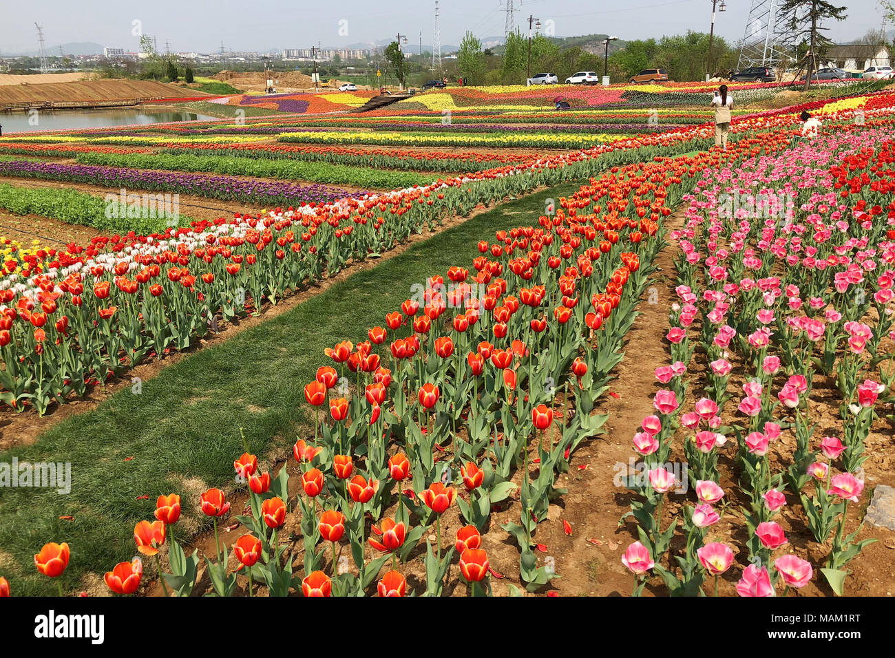 Nanjing, Nanjing, Chine. 2ème apr 2018. Nanjing, Chine 2e avril 2018 : Tulipes fleurir à Nanjing, Jiangsu Province de Chine orientale. Crédit : SIPA Asie/ZUMA/Alamy Fil Live News Banque D'Images