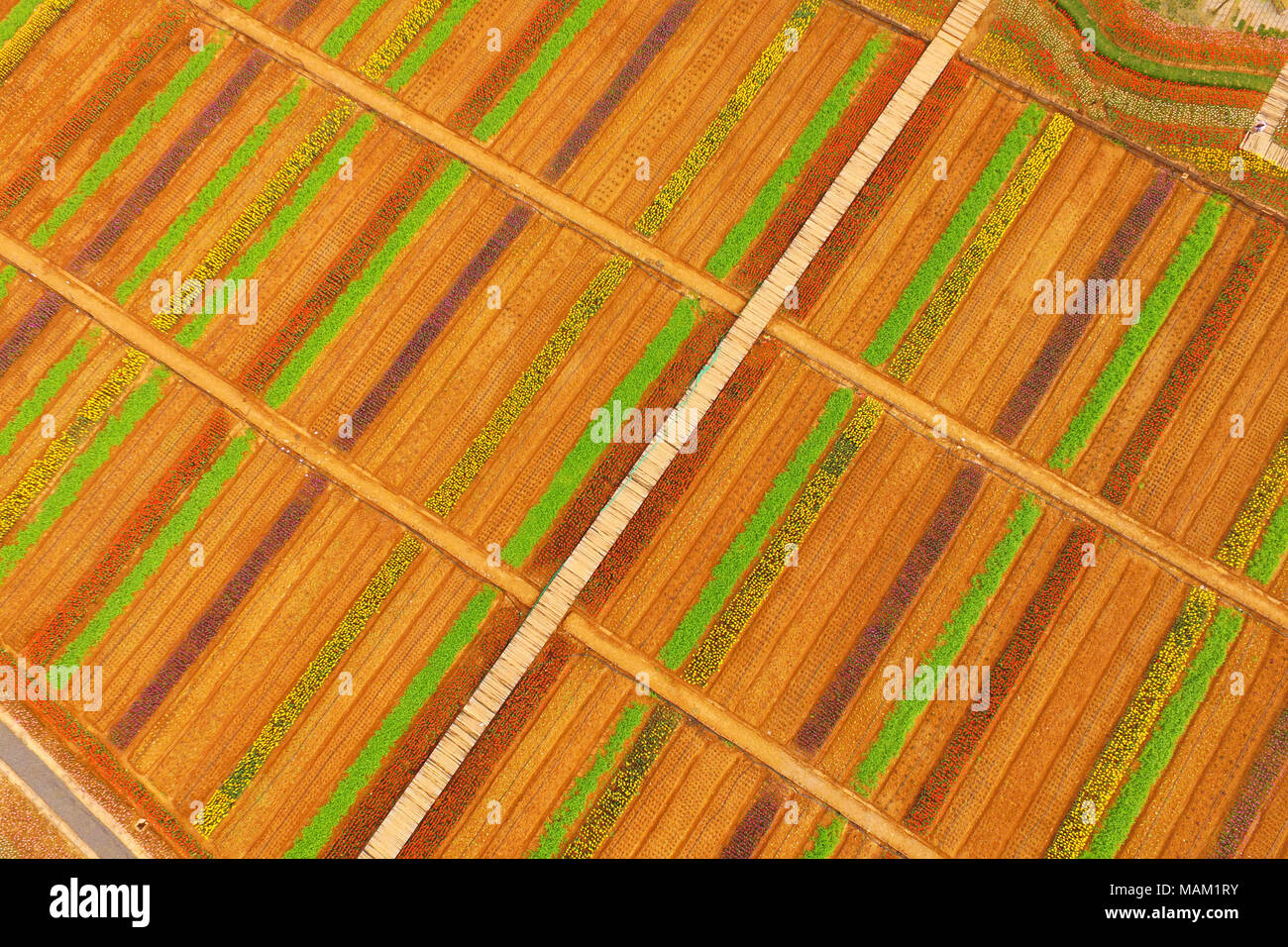 Nanjing, Nanjing, Chine. 2ème apr 2018. Nanjing, Chine 2e avril 2018 : Tulipes fleurir à Nanjing, Jiangsu Province de Chine orientale. Crédit : SIPA Asie/ZUMA/Alamy Fil Live News Banque D'Images