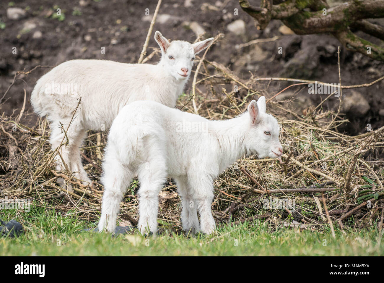 31/03/2018 nommé cette Geeps lits jumeaux et que l'appartenance à Angela Bermingham à son domicile à Murneen, Claremorris, Comté de Mayo. Geeps sont une race croisée entre chèvres et moutons et sont très rares. Photo : Keith Heneghan Banque D'Images
