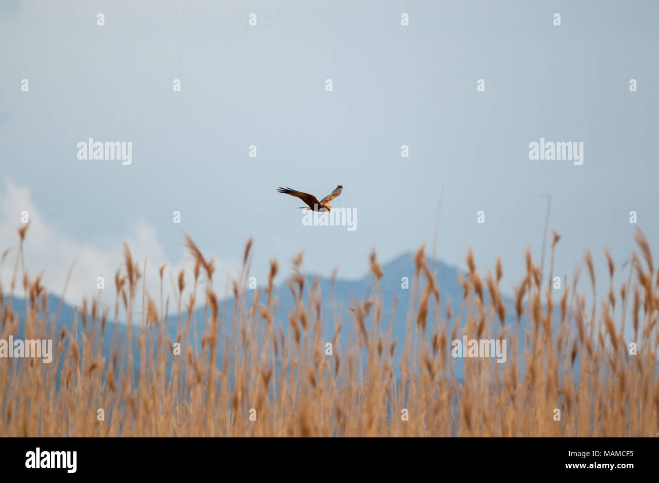 Le busard, Circus aeruginosus, survolant reed, Empordà Aiguamolls, Catalogne, Espagne Banque D'Images