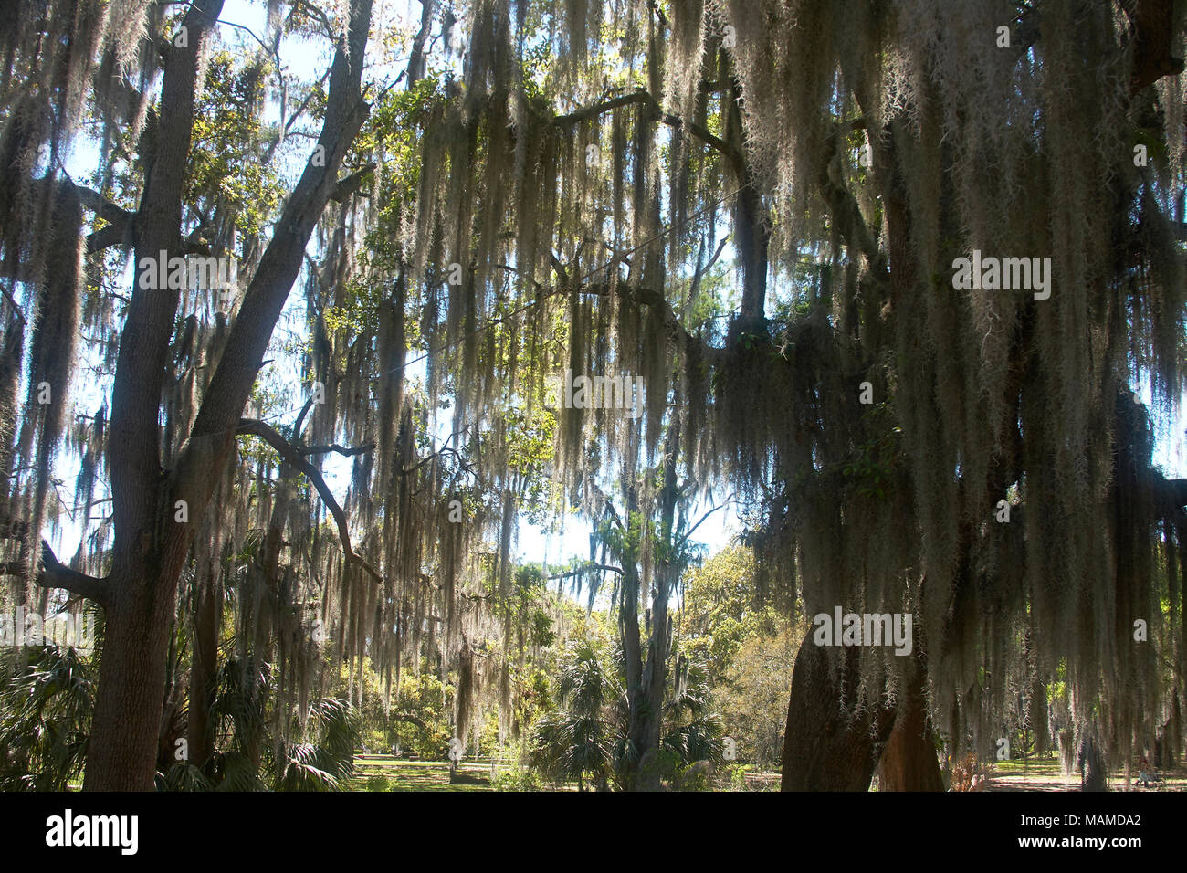 Arbres en Mossy Oak City Park, New Orleans, Louisiane. Banque D'Images