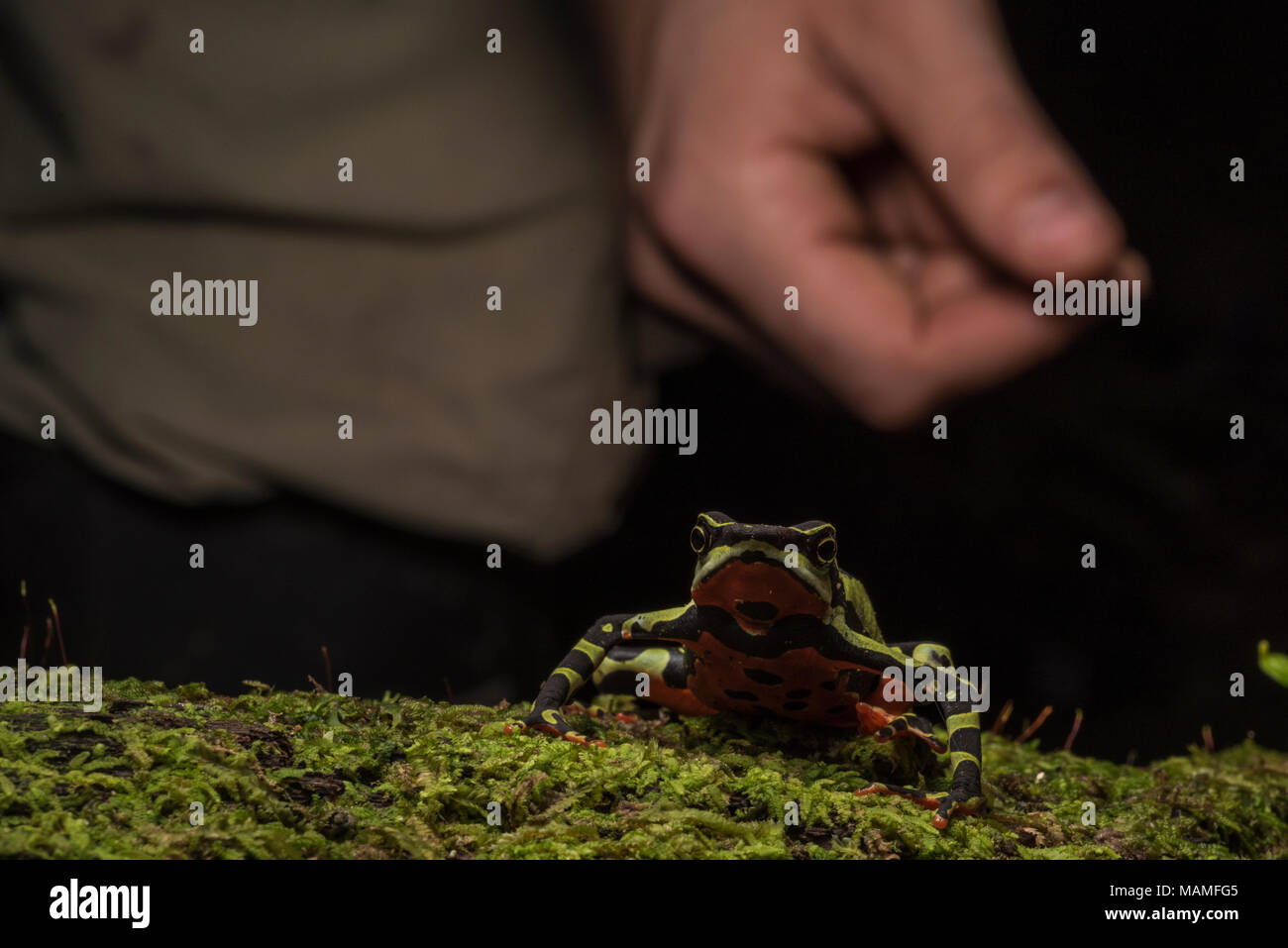 Atelopus pulcher est gravement menacé et a connu des déclins de population. Il continue d'être illégalement prélevés pour le commerce des animaux de compagnie. Banque D'Images