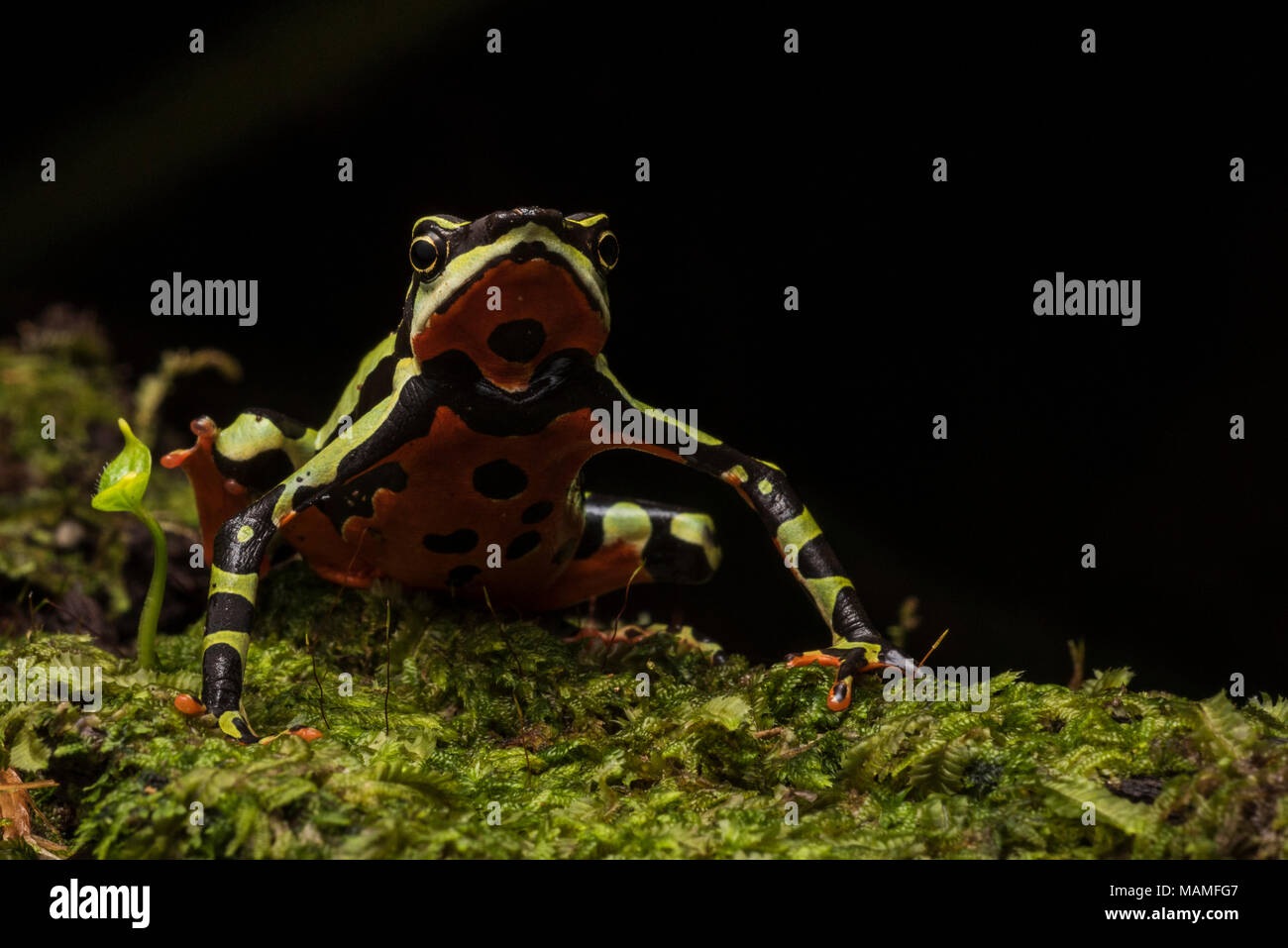 Une stubfoot crapaud, Atelopus pulcher, endémique au Pérou. Les populations de cette espèce ont chuté et il est en danger d'extinction. Banque D'Images