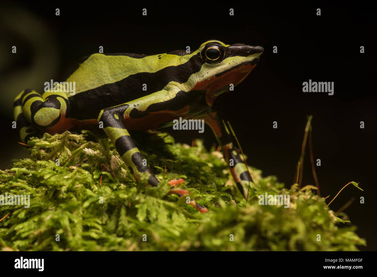 Une stubfoot crapaud, Atelopus pulcher, endémique au Pérou. Les populations de cette espèce ont chuté et il est en danger d'extinction. Banque D'Images