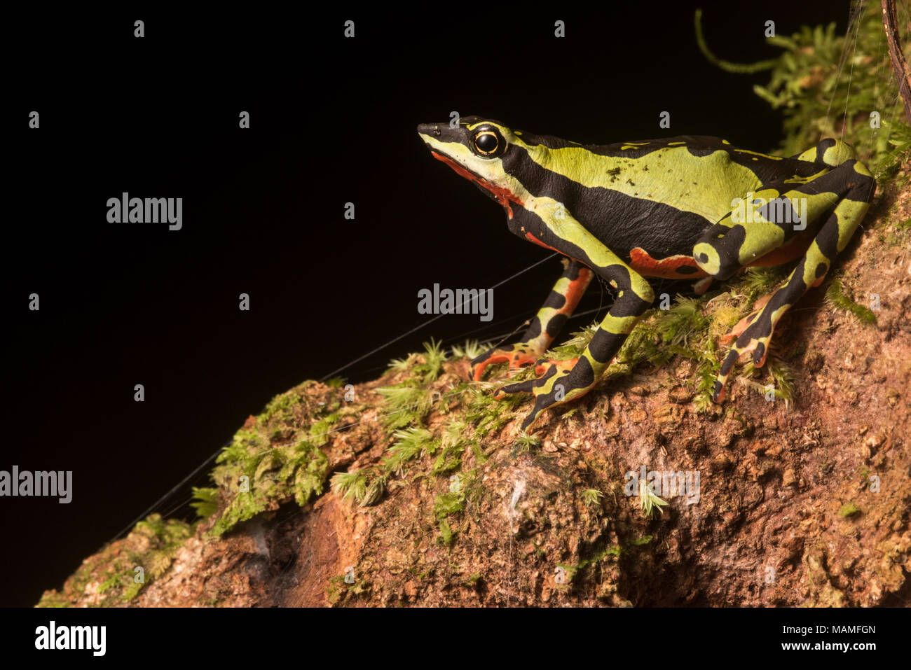 Une stubfoot crapaud, Atelopus pulcher, endémique au Pérou. Les populations de cette espèce ont chuté et il est en danger d'extinction. Banque D'Images