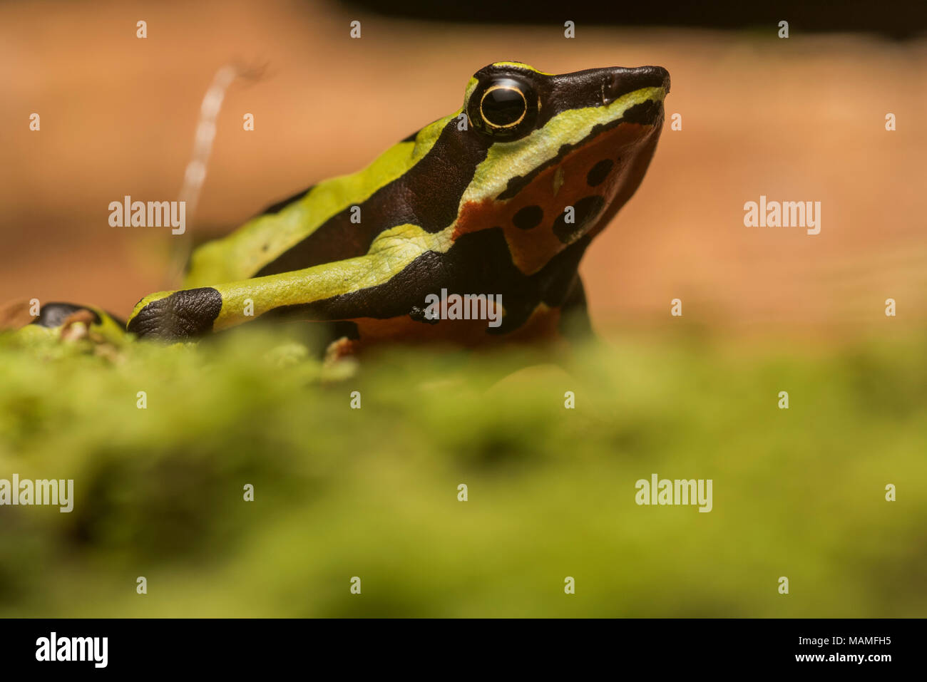 Une stubfoot crapaud, Atelopus pulcher, endémique au Pérou. Les populations de cette espèce ont chuté et il est en danger d'extinction. Banque D'Images