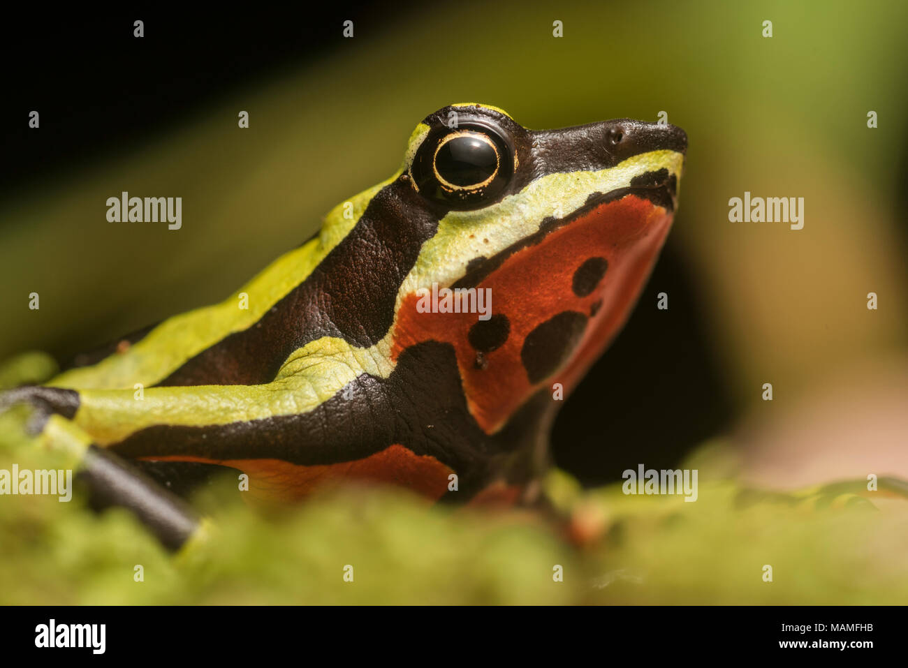 Une stubfoot crapaud, Atelopus pulcher, endémique au Pérou. Les populations de cette espèce ont chuté et il est en danger d'extinction. Banque D'Images