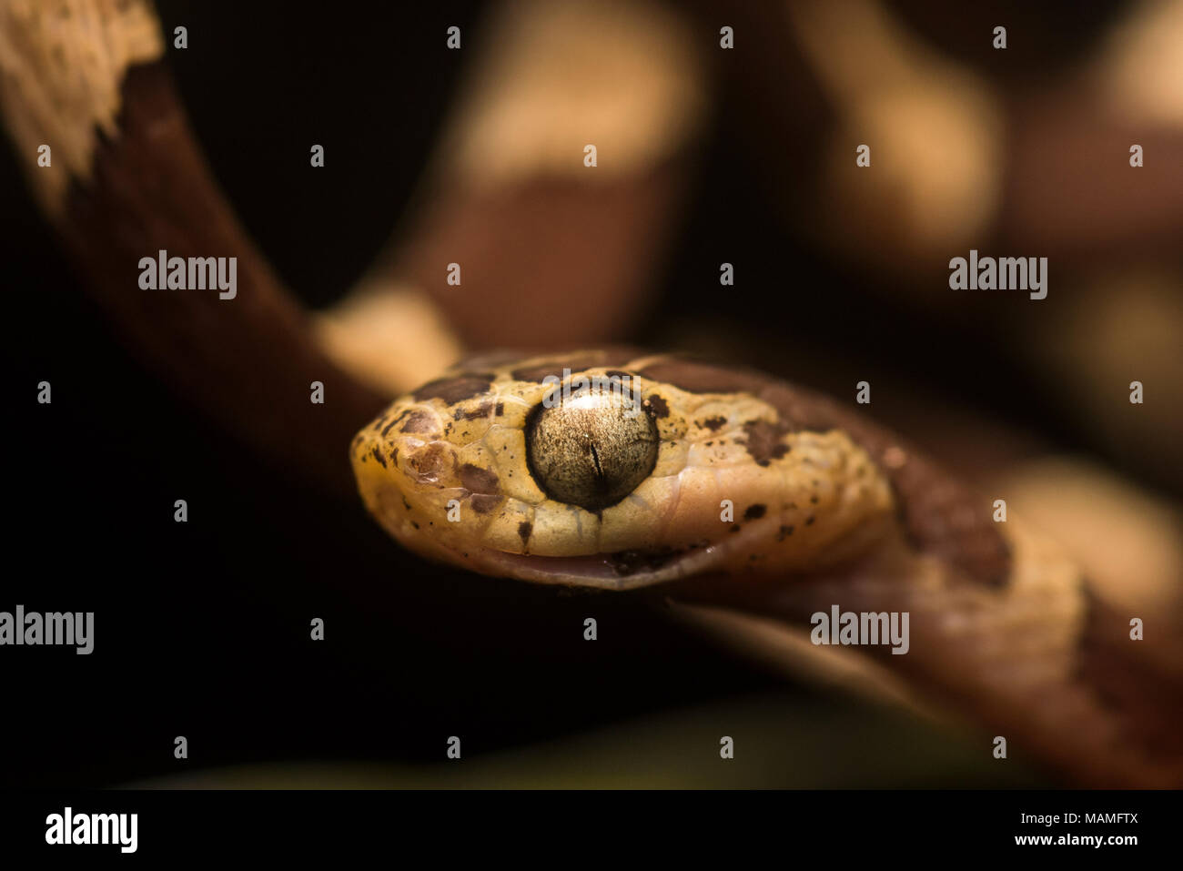 Une grande femelle serpent tête émoussé (Imantodes cenchoa) à partir de la jungle péruvienne. Cette espèce a d'immenses yeux et chasse les lézards de couchage. Banque D'Images