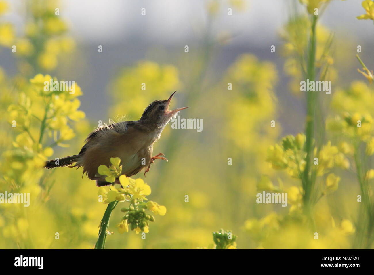 Matin Blues - Zitting Cisticole Banque D'Images