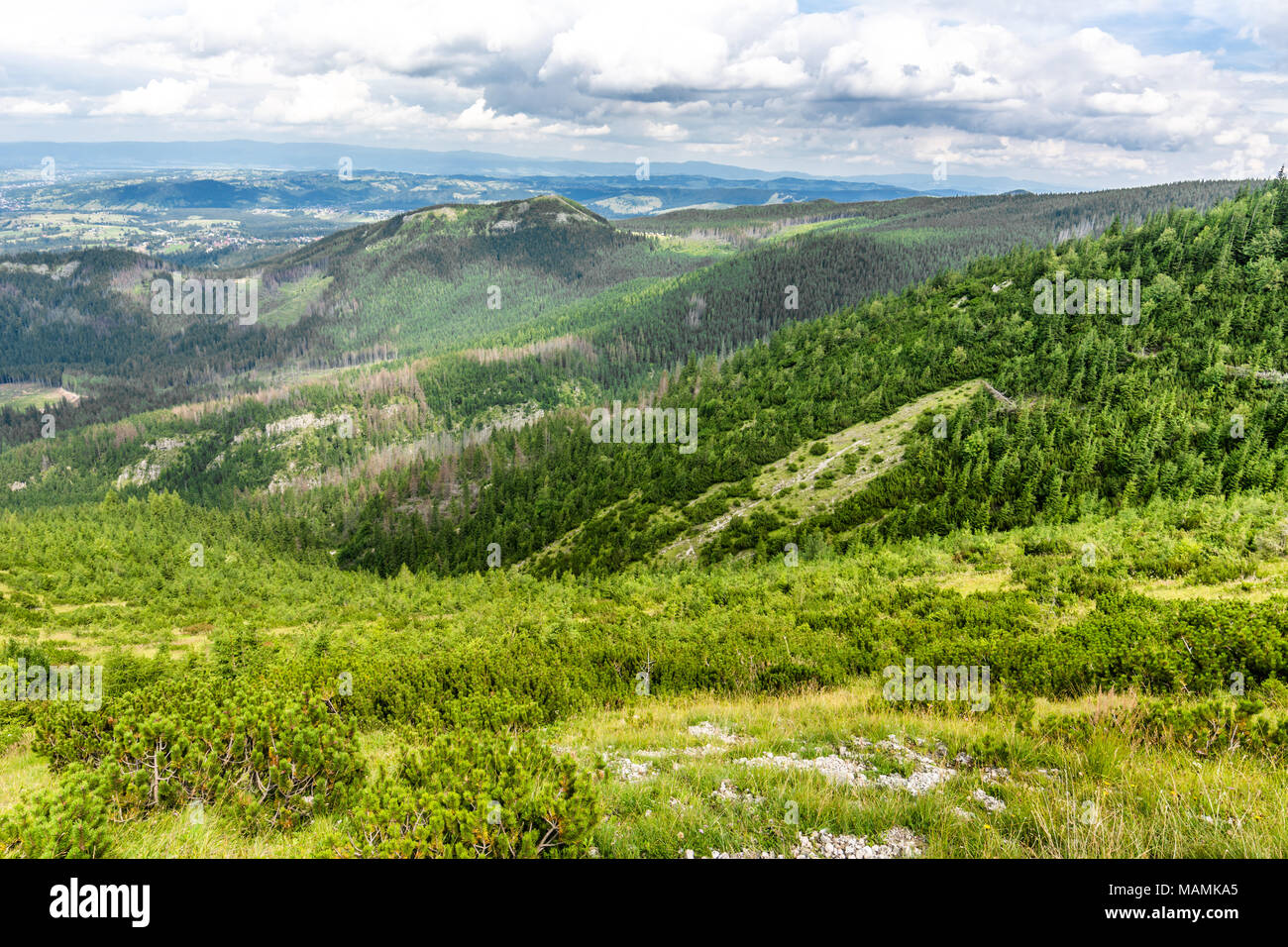 La montagne verte forêt, vue panoramique vista de collines et de pins, au-dessus de Montagnes Tatra, paysage Banque D'Images