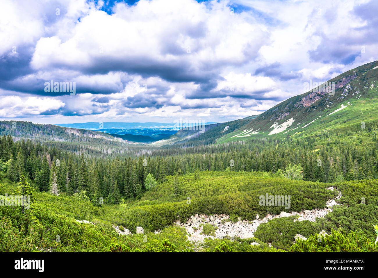 Vue panoramique sur la vallée de la montagne, forêt de sapins et de pins d'Evergreen Banque D'Images
