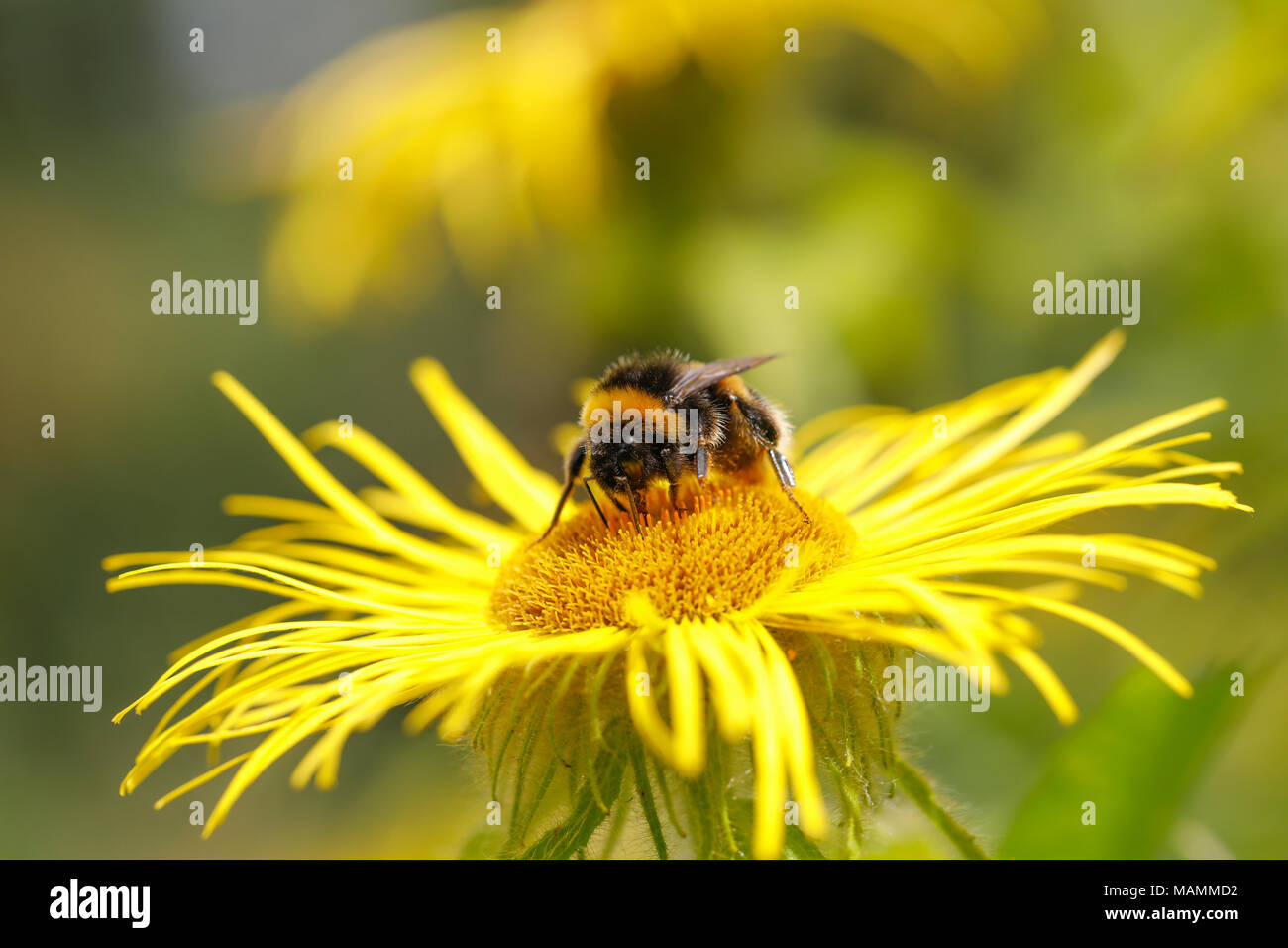 Jardin ; bourdon Bombus hortorum seule fleur sur Cornwall ; UK Banque D'Images