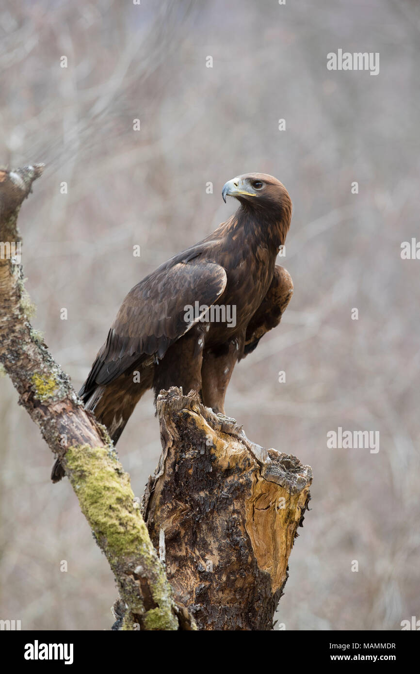 Golden Eagle ; Auila chrysaetos seul arbre sur l'Écosse, Royaume-Uni Banque D'Images