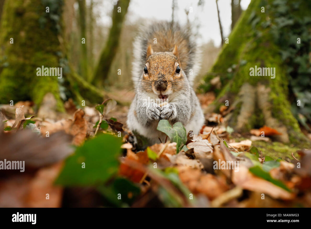 L'écureuil gris Sciurus carolinensis ; manger unique ; Cornwall UK Banque D'Images