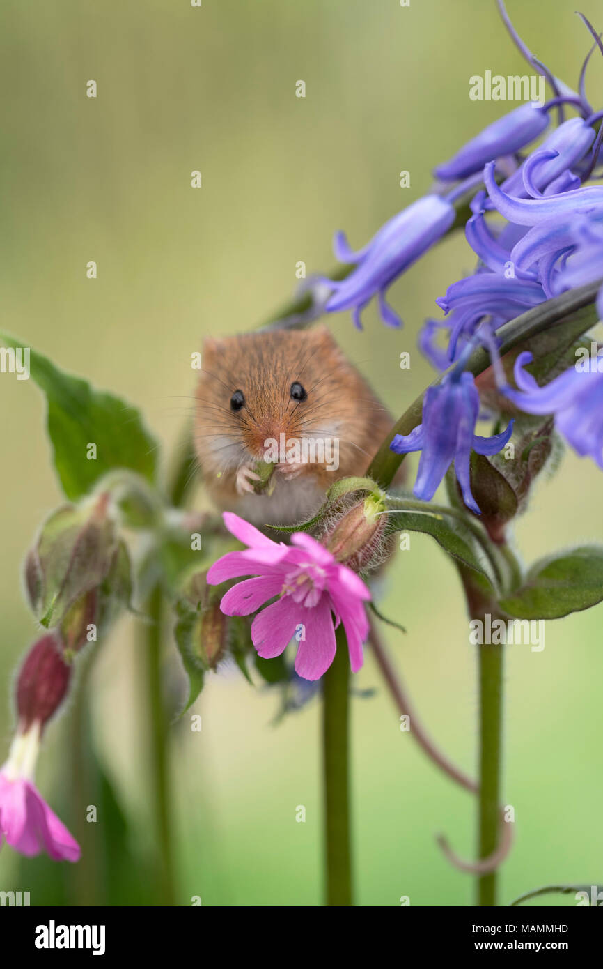 Micromys minutus Souris ; seul sur les fleurs ; Manger UK Banque D'Images