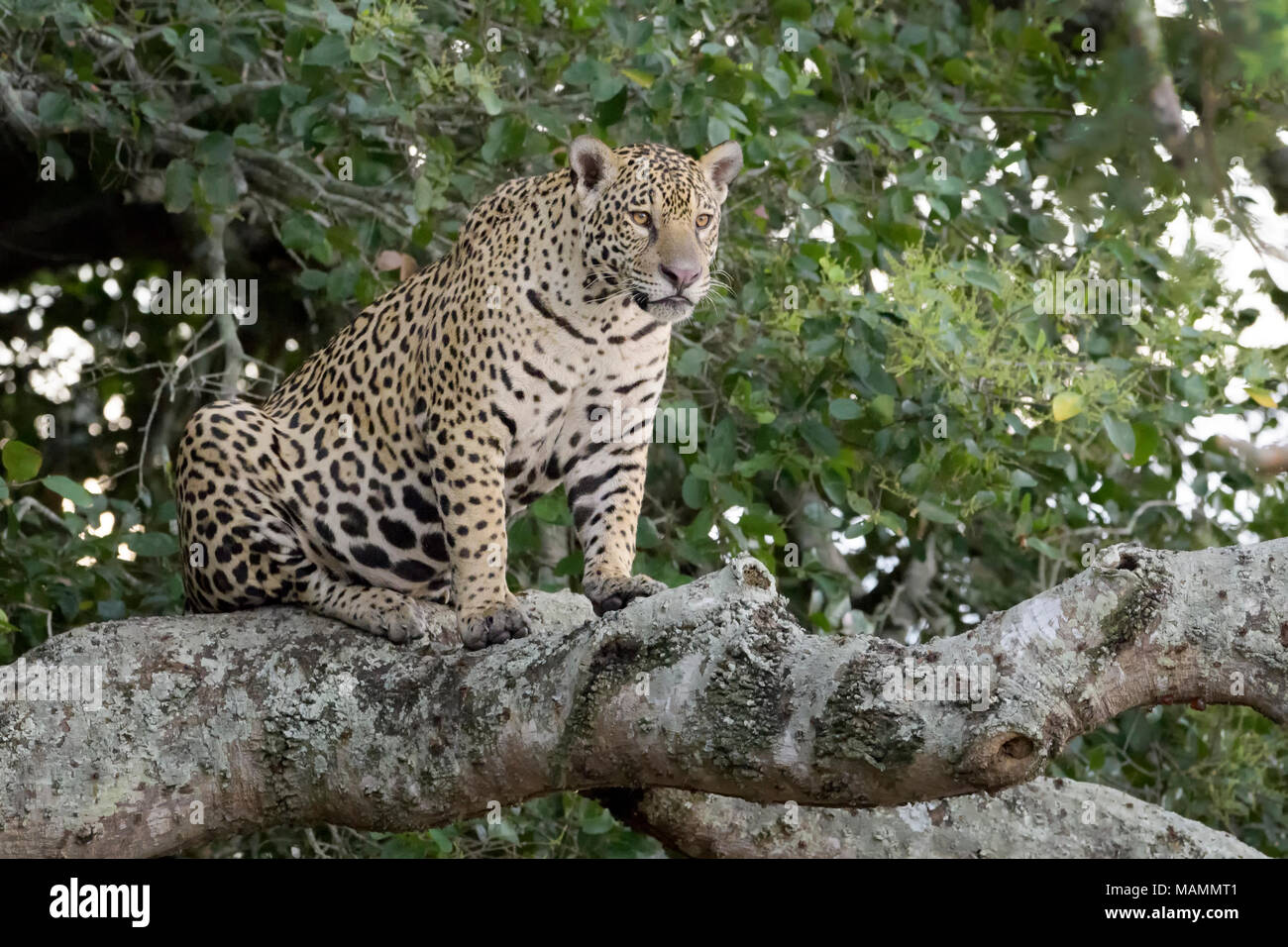 Jaguar (Panthera onca) assis sur une branche d'arbre, Pantanal, Mato Grosso, Brésil Banque D'Images